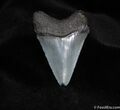 Classic Inch Carcharocles Megalodon Tooth #53-1